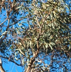 Eucalyptus rossii at Mount Majura - 16 Jun 2024 08:51 AM