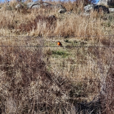 Petroica phoenicea (Flame Robin) at Kambah, ACT - 16 Jun 2024 by BethanyDunne