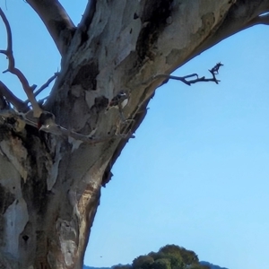 Stagonopleura guttata at Chapman, ACT - suppressed