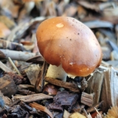 Leratiomcyes ceres (Red Woodchip Fungus) at Taralga, NSW - 16 Jun 2024 by trevorpreston