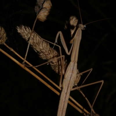 Mantidae (family) adult or nymph at WendyM's farm at Freshwater Ck. - 6 Feb 2023 by WendyEM