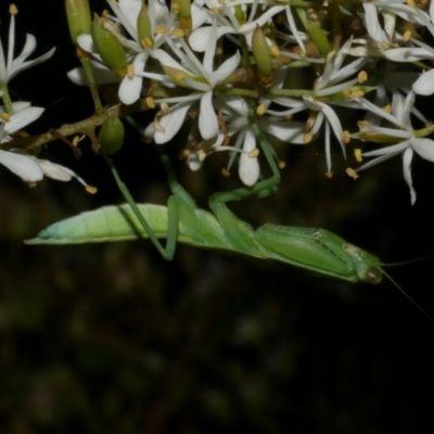 Orthodera ministralis (Green Mantid) at WendyM's farm at Freshwater Ck. - 6 Feb 2023 by WendyEM