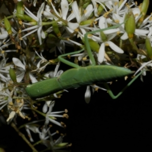 Orthodera ministralis at WendyM's farm at Freshwater Ck. - 6 Feb 2023 10:02 PM