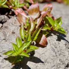 Ludwigia palustris (Marsh Purslane) at Stony Creek - 17 Nov 2023 by KorinneM