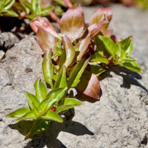 Ludwigia palustris at Stony Creek - 17 Nov 2023 12:30 PM