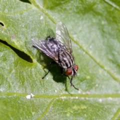 Tachinidae (family) (Unidentified Bristle fly) at Stony Creek - 17 Nov 2023 by KorinneM