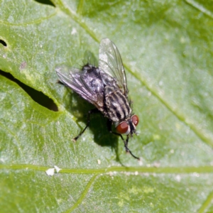 Tachinidae (family) at Stony Creek - 17 Nov 2023