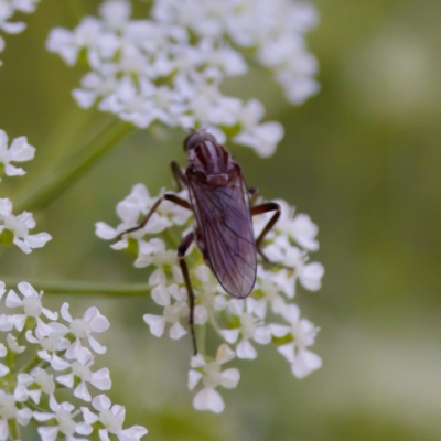 Tapeigaster nigricornis (Striped Sun Fly) at Stony Creek - 17 Nov 2023 by KorinneM