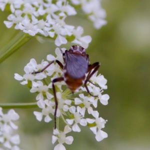 Tapeigaster nigricornis at Stony Creek - 17 Nov 2023