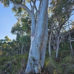 Eucalyptus rossii (Inland Scribbly Gum) at Mount Majura - 15 Jun 2024 by EcolCara37