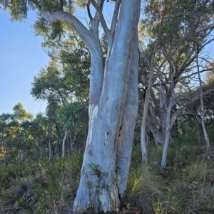 Eucalyptus rossii at Mount Majura - 16 Jun 2024 08:36 AM