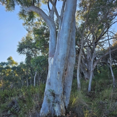 Eucalyptus rossii (Inland Scribbly Gum) at Mount Majura - 15 Jun 2024 by EcolCara37