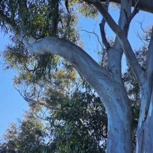 Eucalyptus rossii at Mount Majura - 16 Jun 2024 08:36 AM