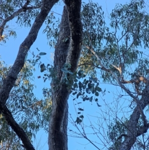 Eucalyptus bridgesiana at Mount Majura - 16 Jun 2024 07:49 AM