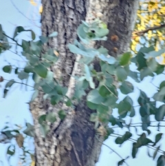 Eucalyptus bridgesiana at Mount Majura - 16 Jun 2024 07:49 AM