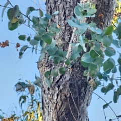 Eucalyptus bridgesiana at Mount Majura - 16 Jun 2024