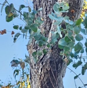 Eucalyptus bridgesiana at Mount Majura - 16 Jun 2024