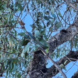 Eucalyptus bridgesiana at Mount Majura - 16 Jun 2024 07:49 AM