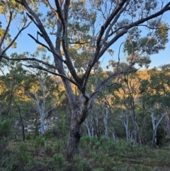 Eucalyptus bridgesiana at Mount Majura - 16 Jun 2024 07:49 AM