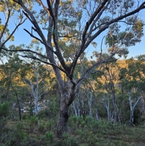 Eucalyptus bridgesiana at Mount Majura - 16 Jun 2024