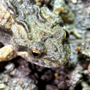 Crinia sp. (genus) at Mulligans Flat - 15 Jun 2024