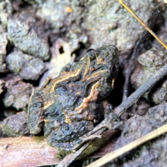 Crinia sp. (genus) at Mulligans Flat - 15 Jun 2024