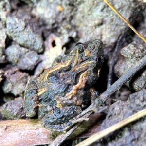 Crinia sp. (genus) at Mulligans Flat - 15 Jun 2024