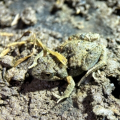 Crinia sp. (genus) at Mulligans Flat - 15 Jun 2024