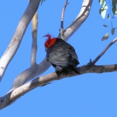 Callocephalon fimbriatum (Gang-gang Cockatoo) at Woomargama, NSW - 16 Jun 2024 by KylieWaldon