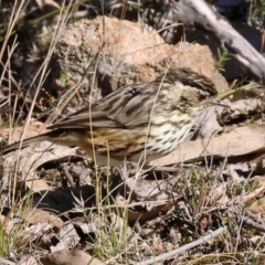 Pyrrholaemus sagittatus (Speckled Warbler) at Woomargama, NSW - 16 Jun 2024 by KylieWaldon