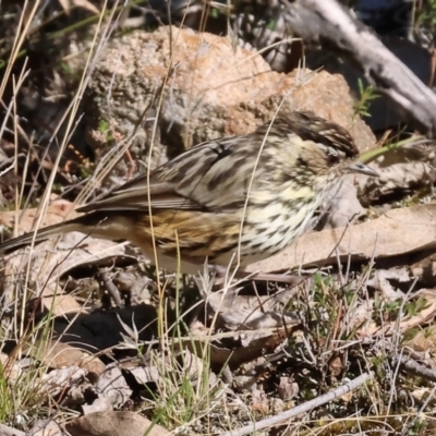 Pyrrholaemus sagittatus (Speckled Warbler) at Woomargama National Park - 16 Jun 2024 by KylieWaldon