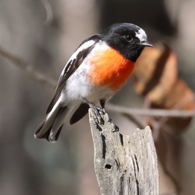 Petroica boodang (Scarlet Robin) at Woomargama National Park - 16 Jun 2024 by KylieWaldon