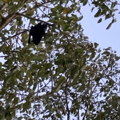 Pteropus sp. (genus) (Flying-fox) at Burleigh Heads, QLD - 15 Jun 2024 by Hejor1