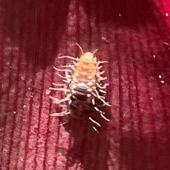 Coccinellidae (family) (Unidentified lady beetle) at Bilinga, QLD - 16 Jun 2024 by Hejor1