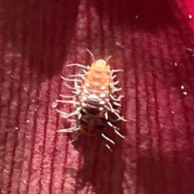 Coccinellidae (family) (Unidentified lady beetle) at Bilinga, QLD - 16 Jun 2024 by Hejor1