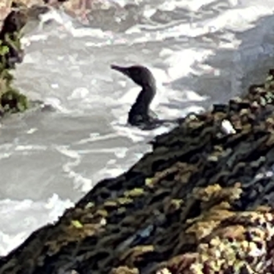 Phalacrocorax sulcirostris (Little Black Cormorant) at Coolangatta, QLD - 15 Jun 2024 by Hejor1