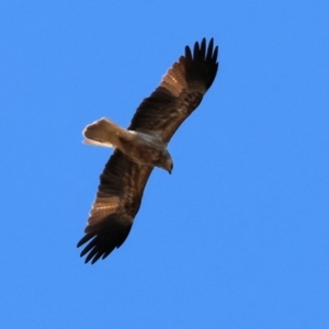 Haliastur sphenurus at Talmalmo, NSW - 16 Jun 2024