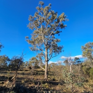 Eucalyptus melliodora at Mount Majura - 16 Jun 2024