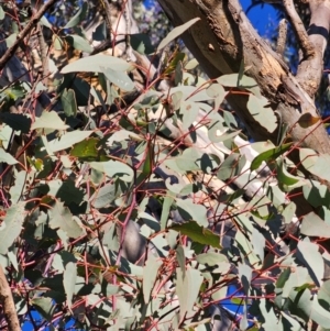 Eucalyptus melliodora at Mount Majura - 16 Jun 2024