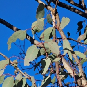 Eucalyptus melliodora at Mount Majura - 16 Jun 2024 03:32 PM