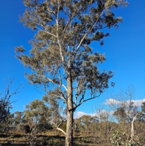 Eucalyptus melliodora at Mount Majura - 16 Jun 2024 03:32 PM