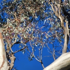 Eucalyptus melliodora (Yellow Box) at Mount Majura - 16 Jun 2024 by EcolCara37