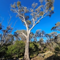 Eucalyptus melliodora at Mount Majura - 16 Jun 2024 03:18 PM