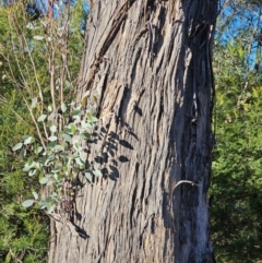 Eucalyptus melliodora at Mount Majura - 16 Jun 2024 03:18 PM