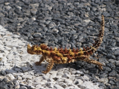 Moloch horridus (Thorny Devil) at Uluru-Kata Tjuta - 29 Jul 2010 by MB