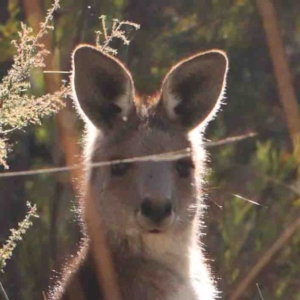 Macropus giganteus at Black Mountain NR (BMS) - 16 Jun 2024 10:52 AM