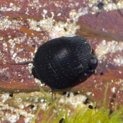 Nerita melanotragus at Coolangatta, QLD - 15 Jun 2024 by Hejor1