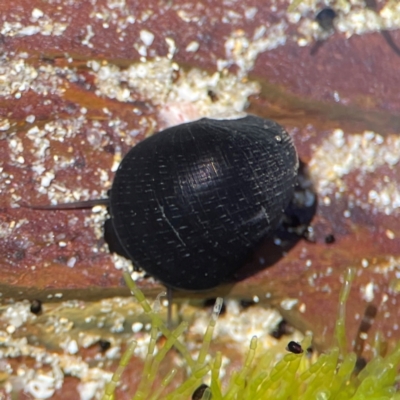 Nerita melanotragus at Coolangatta, QLD - 15 Jun 2024 by Hejor1