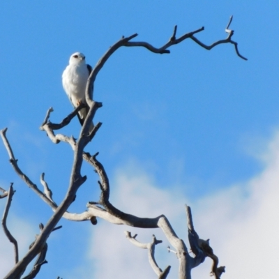 Elanus axillaris (Black-shouldered Kite) at Symonston, ACT - 16 Jun 2024 by CallumBraeRuralProperty