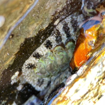 Chiton sp. at Coolangatta, QLD - 14 Jun 2024 by Hejor1